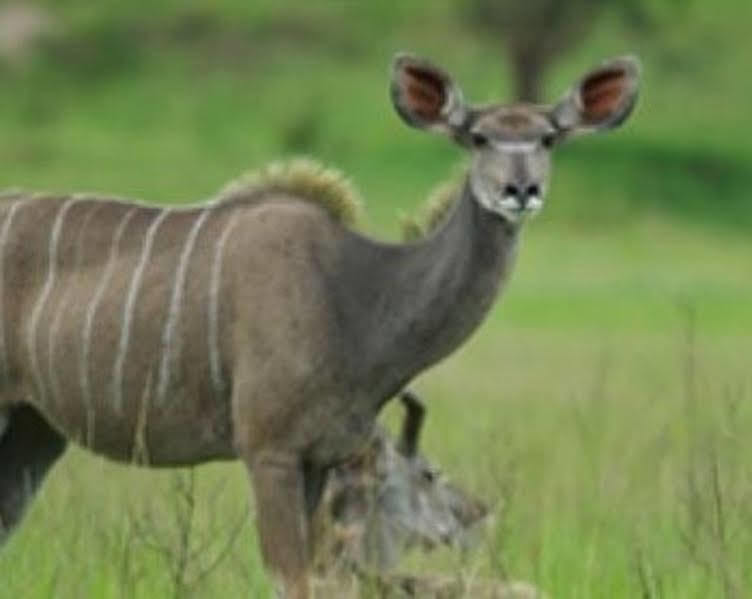 Muluwa
